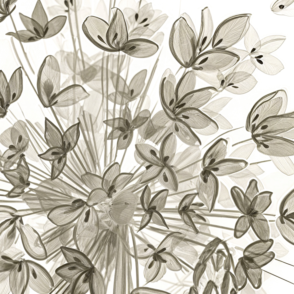 Delicate Allium Floral Border Mural