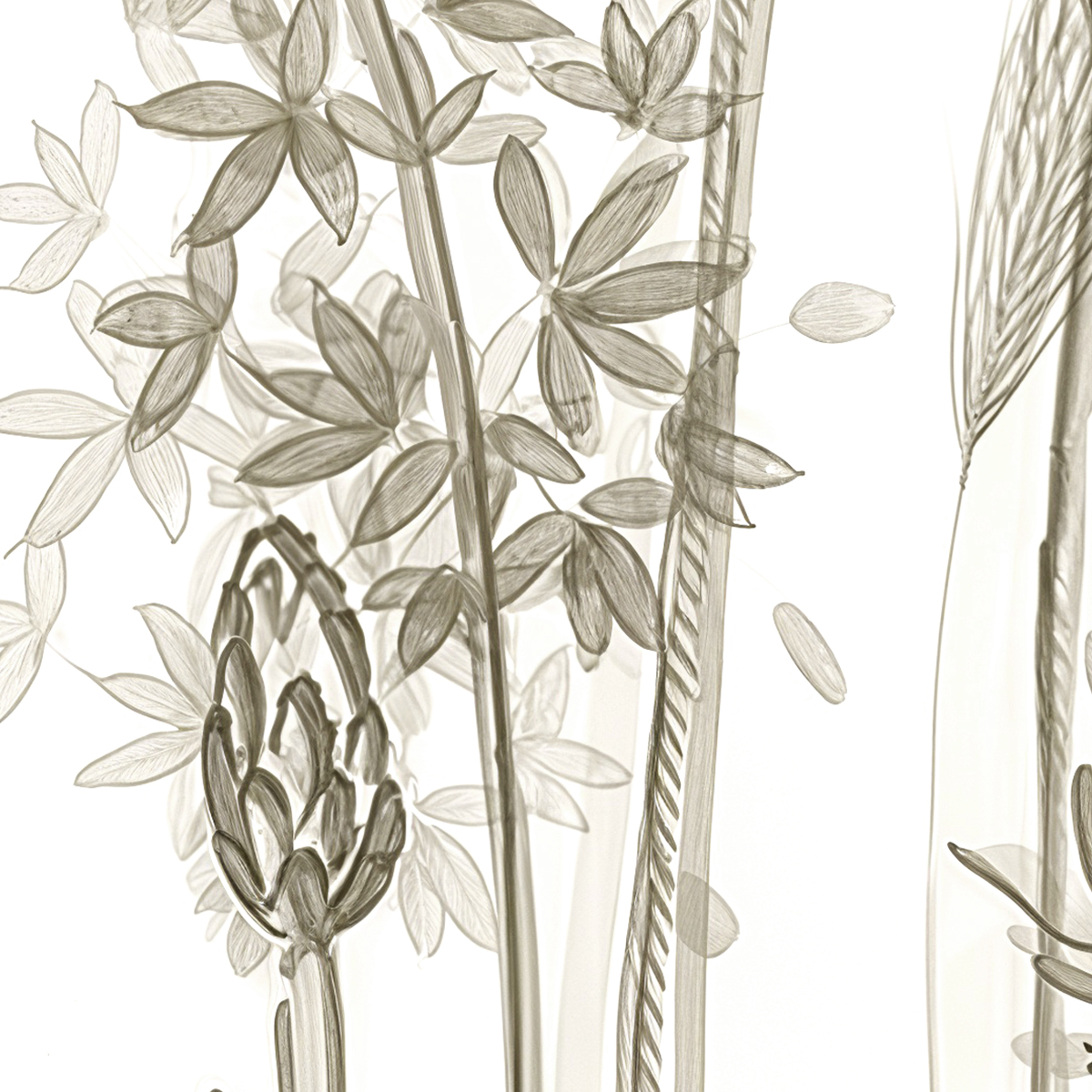 Delicate Allium Floral Border Mural