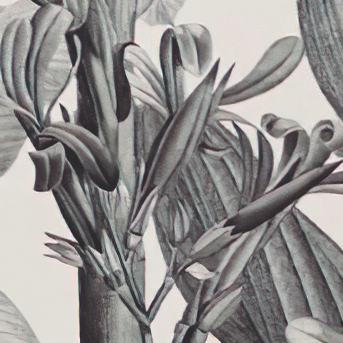 Palm Tree and Misty Jungle Mural Wallpaper - Monochromatic Gray