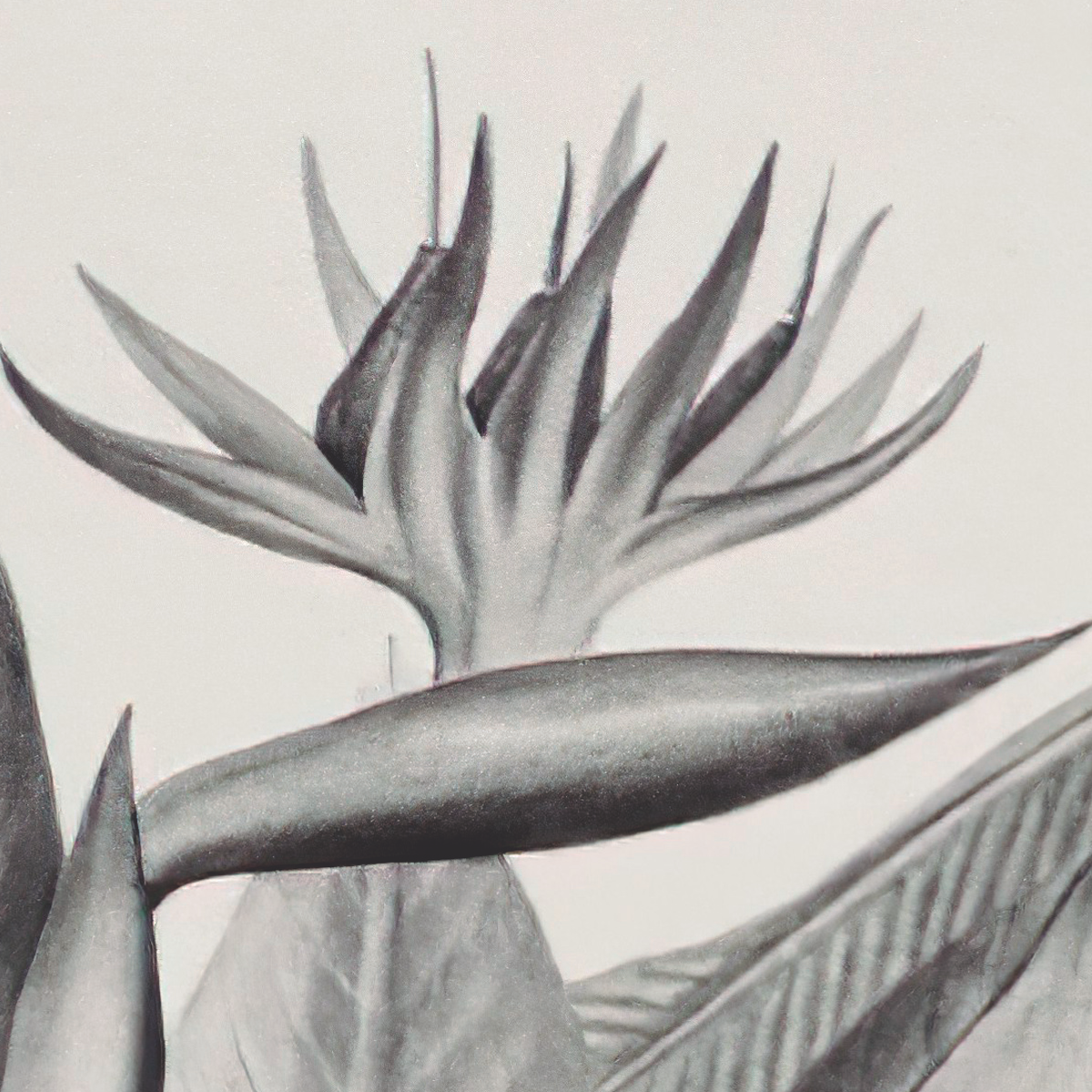 Palm Tree and Misty Jungle Mural Wallpaper - Monochromatic Gray