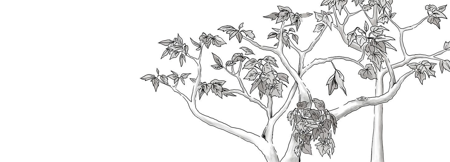 Line Art Tree Branch Mural Wallpaper - Minimalist Black and White Sketch