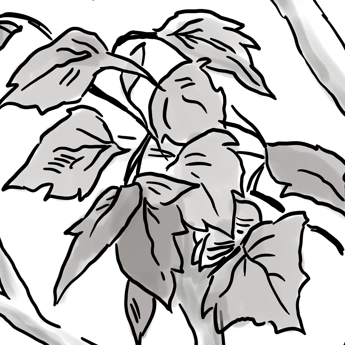 Line Art Tree Branch Mural Wallpaper - Minimalist Black and White Sketch