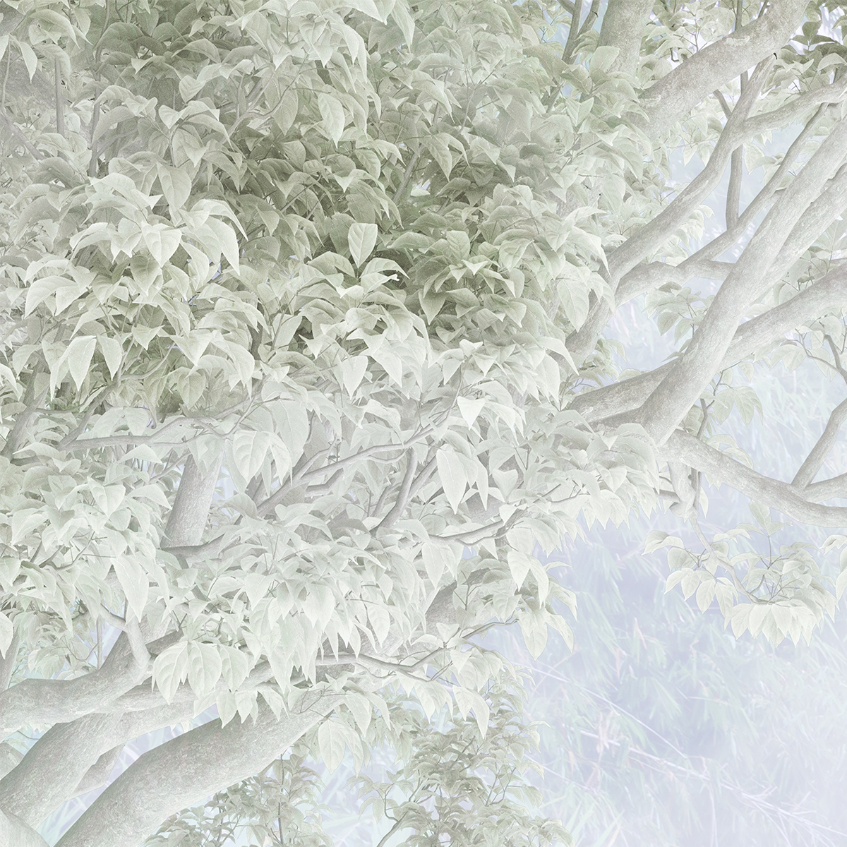 Ethereal Misty Tropical Jungle Mural - Pale Gray and Green