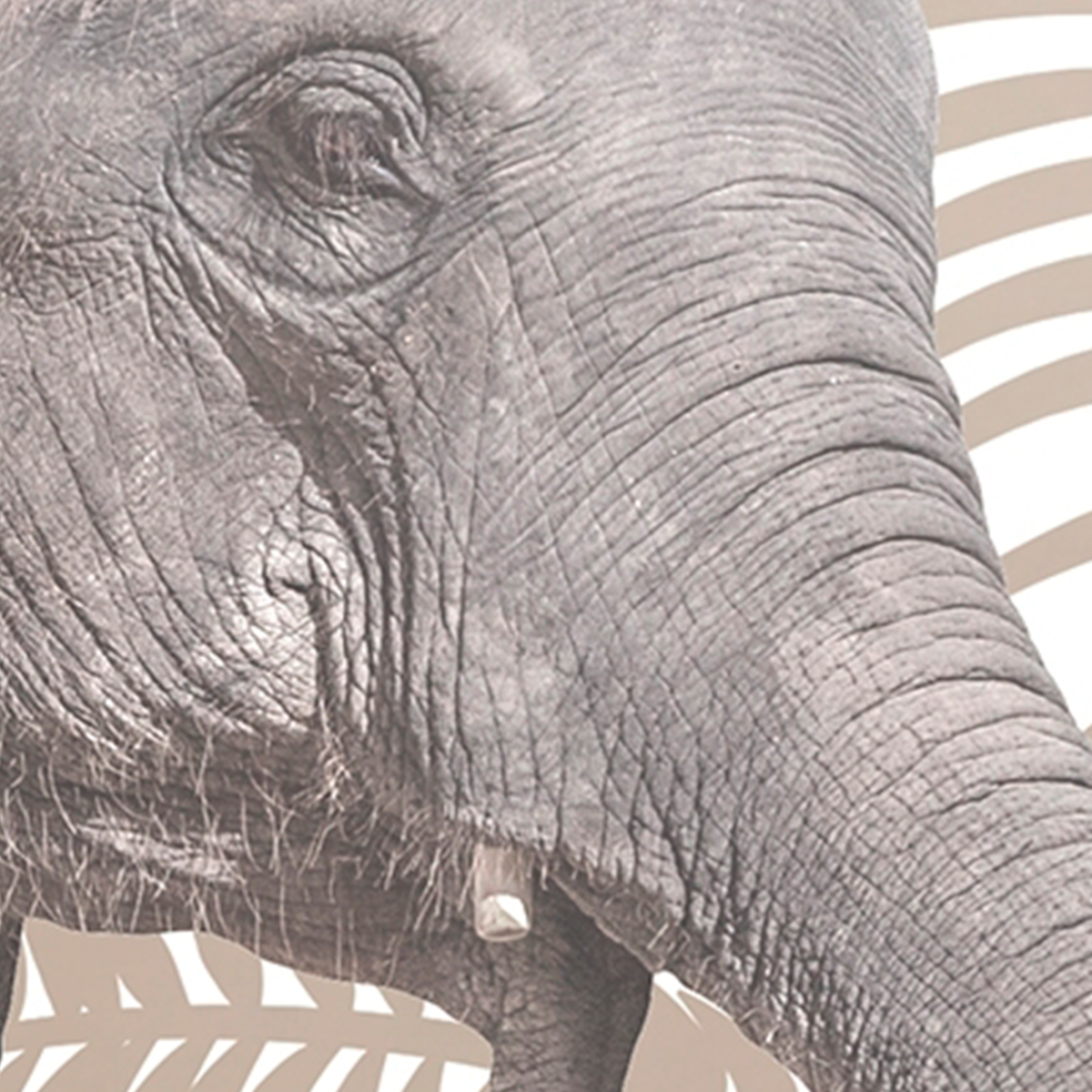 Kids Safari Mural Wallpaper Giraffes and Elephant - Vintage Sepia