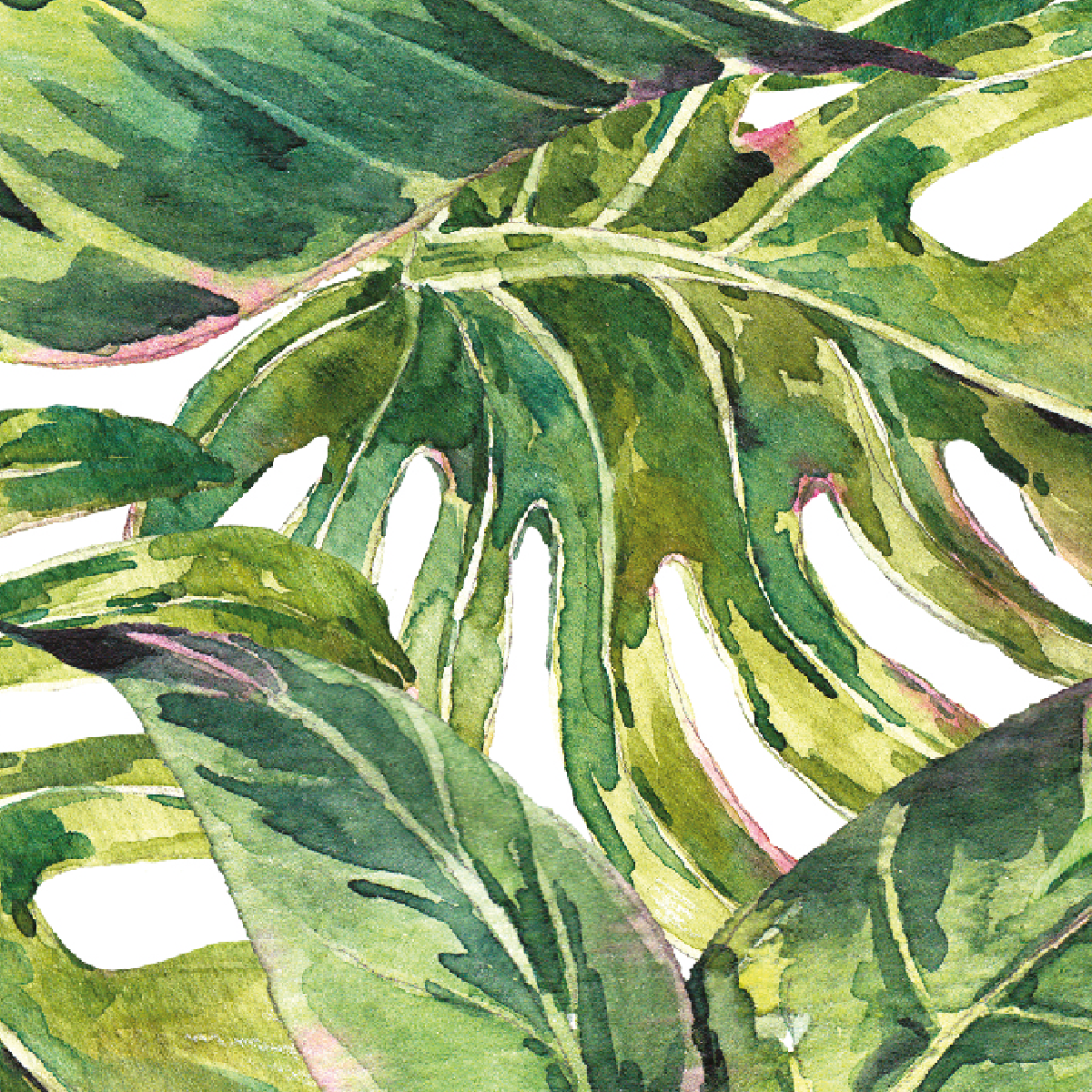 Lush Monstera Canopy
