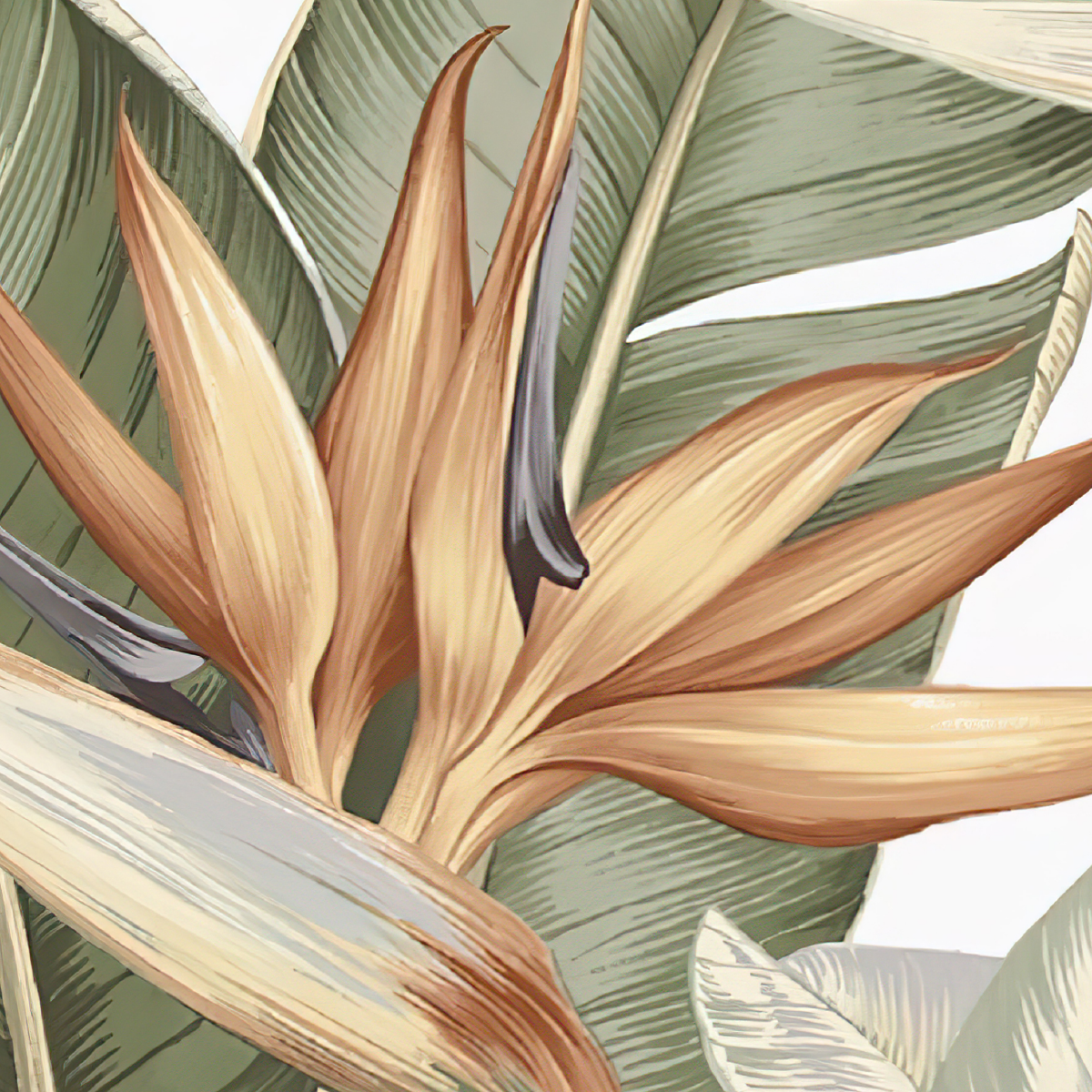 Bird of Paradise Blooms
