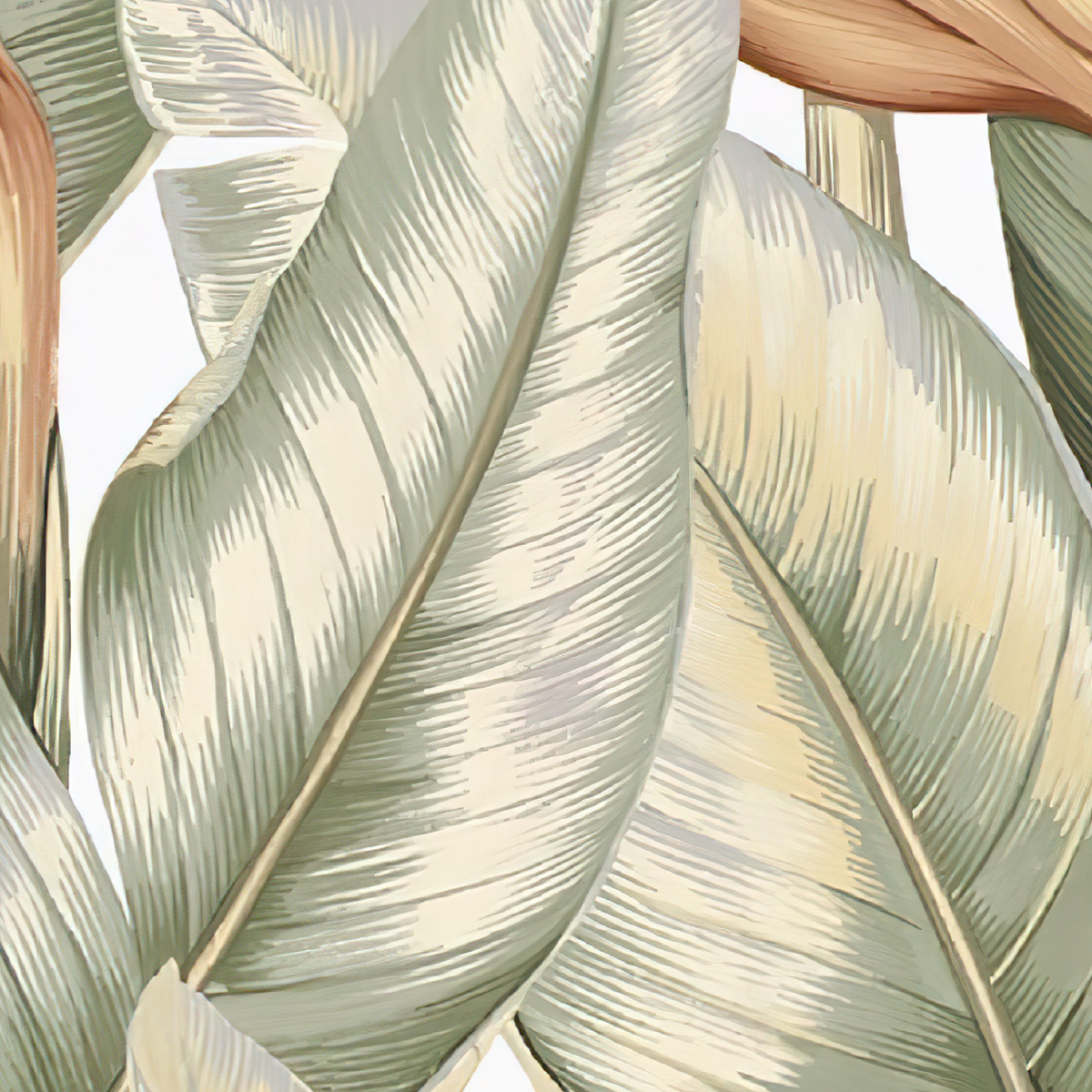 Bird of Paradise Blooms